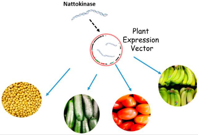 The origin of Nattokinase