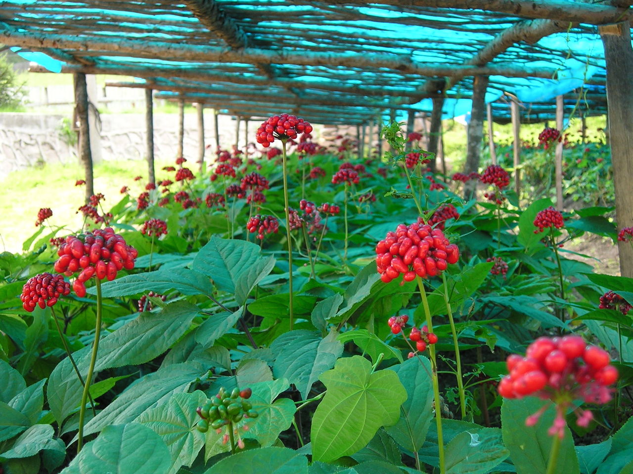 ginseng extract planted base.jpg