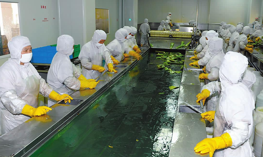 aloe vera extract powder picking.png