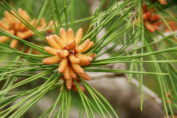 pine pollen powder planting base