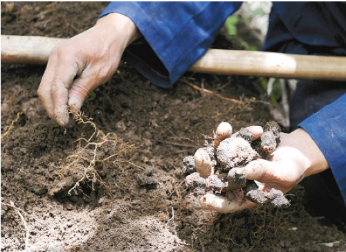 polyporus umbellatus extract planting base 02